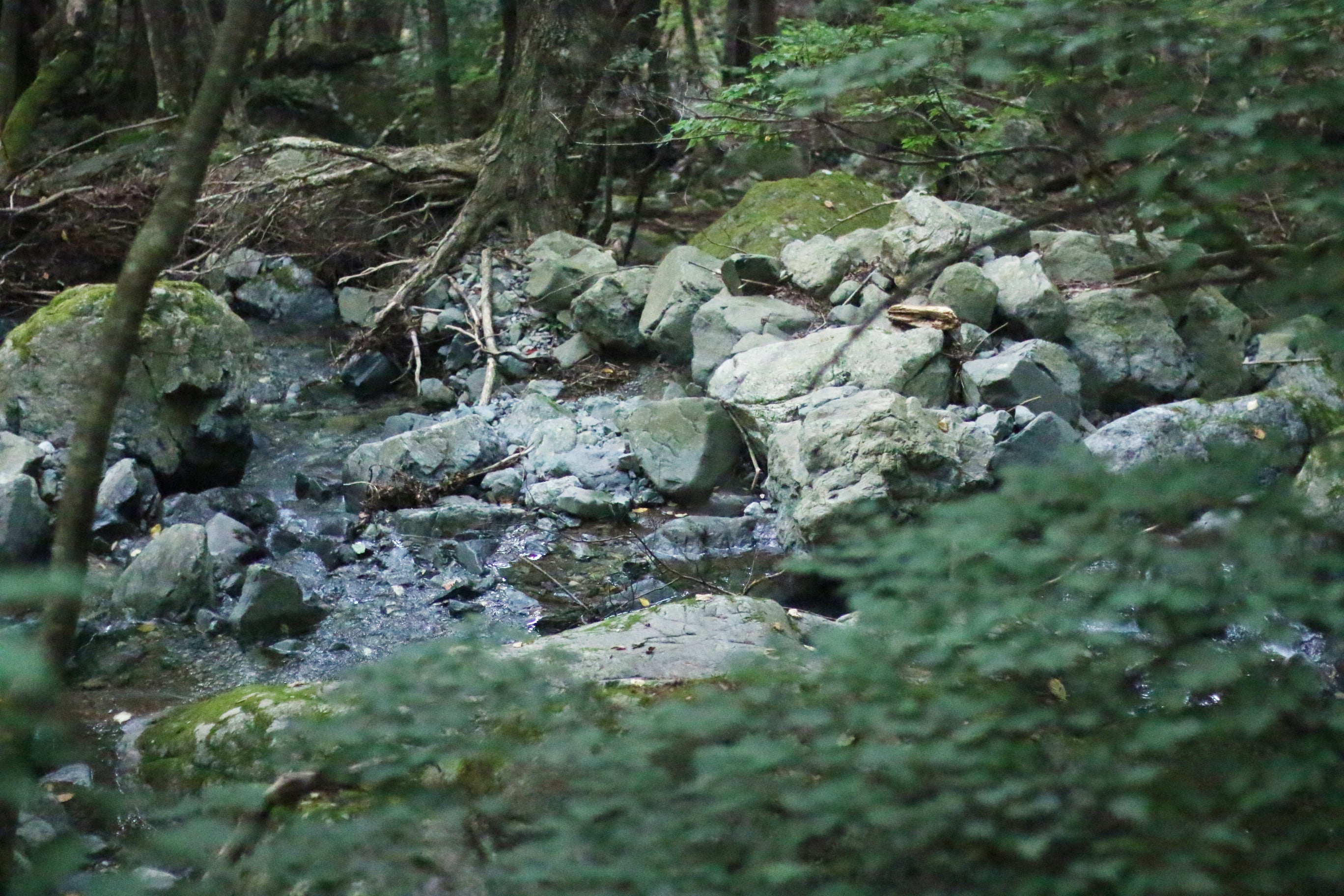 水源の森