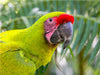 Papageien in Costa Rica - CALVENDO Foto-Puzzle - calvendoverlag 29.99