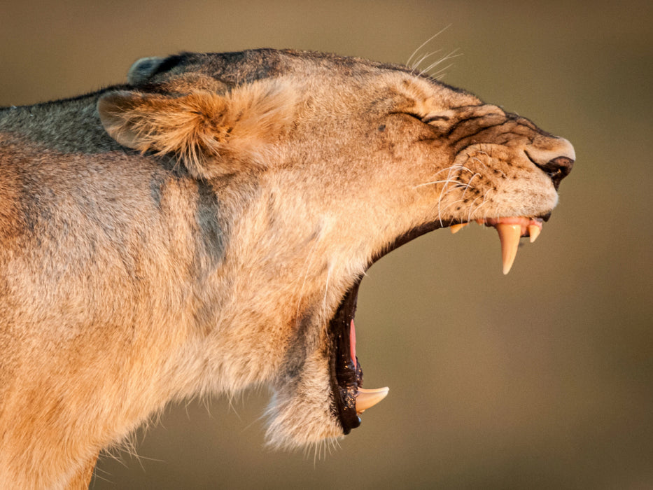 Gähnende Löwin in der Masai Mara in Kenia. - CALVENDO Foto-Puzzle - calvendoverlag 49.99