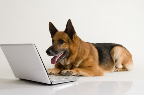 German Shepherd lying down, looking intently at laptop. Floor and background are white.