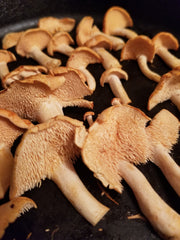 Identifying Hedgehog Mushrooms (Hydnum repandum)