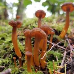 Identifying Yellowfoot Chanterelle Mushroom (Craterellus tubaeformis)