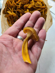 Identifying Yellowfoot Chanterelle Mushroom (Craterellus tubaeformis)