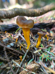 Identifying Yellowfoot Chanterelle Mushroom (Craterellus tubaeformis)