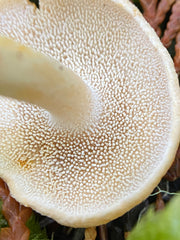 Identifying Hedgehog Mushrooms (Hydnum repandum)