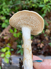 Identifying Hedgehog Mushrooms (Hydnum repandum)