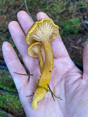 Identifying Yellowfoot Chanterelle Mushroom (Craterellus tubaeformis)