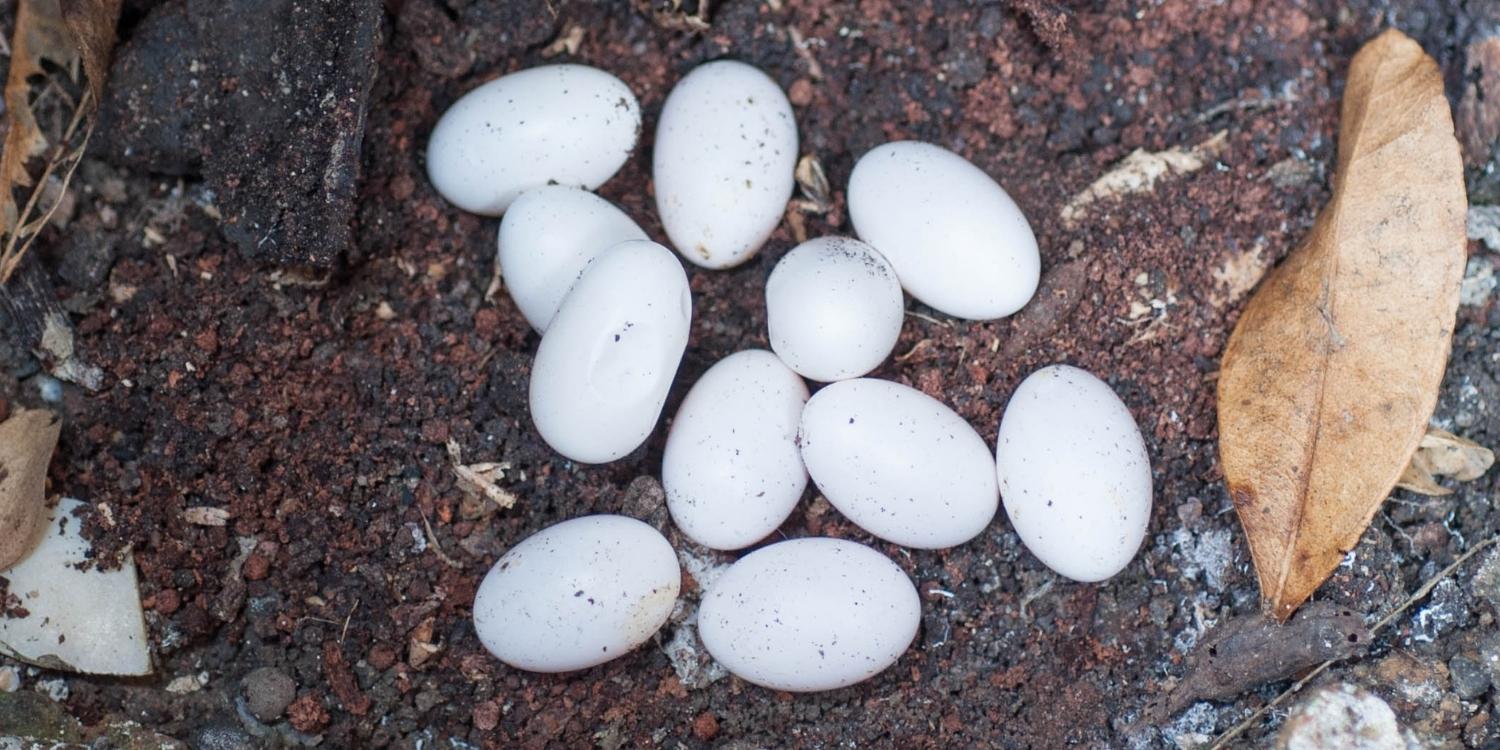snake cobra egg
