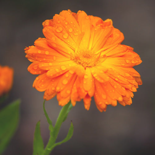 calendula