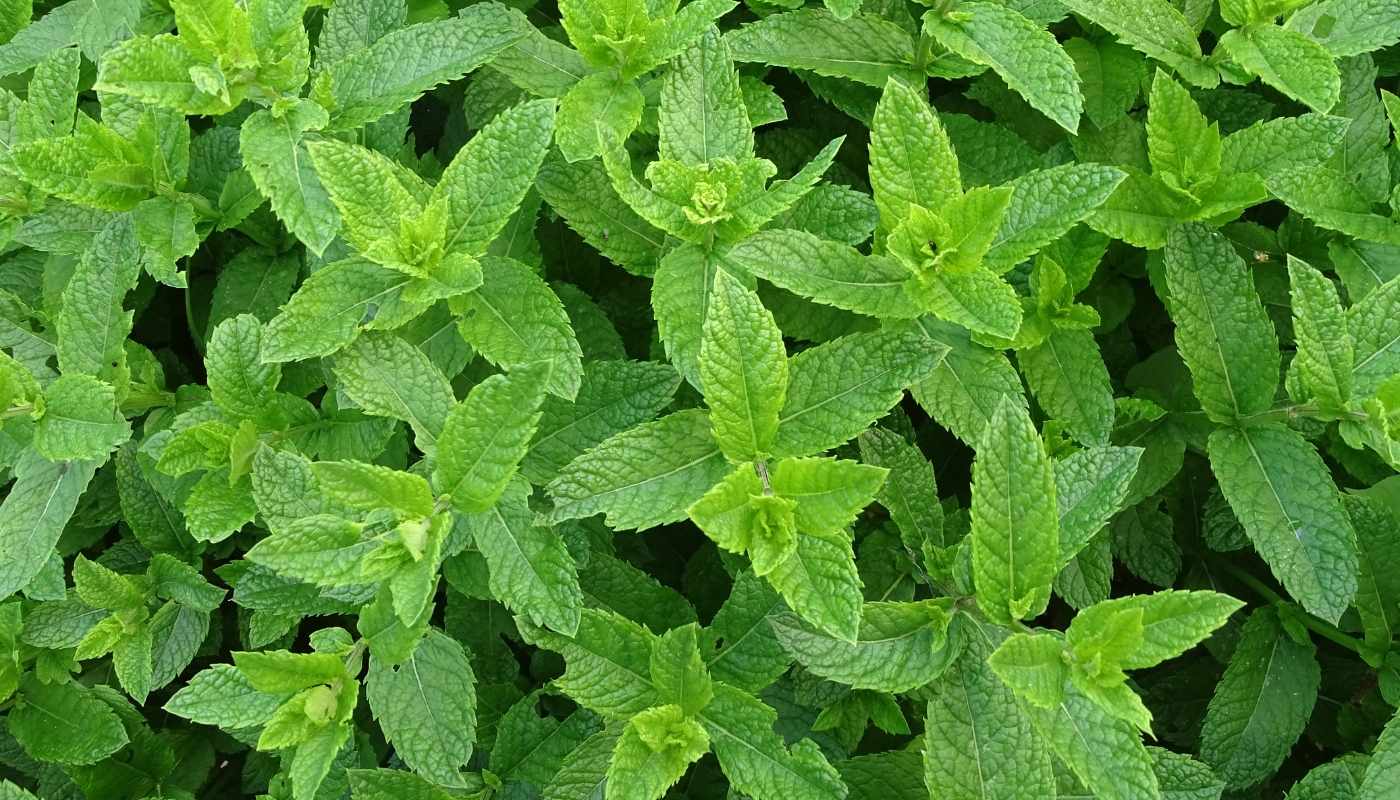 peppermint oil best natural ingredients for hair growth