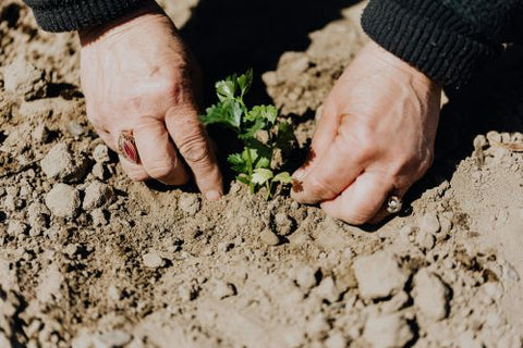 Une personne plante ce qui semble être une pouce d'arbre