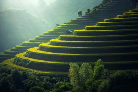 Photographie d'une rizière en Chine illuminée par le soleil