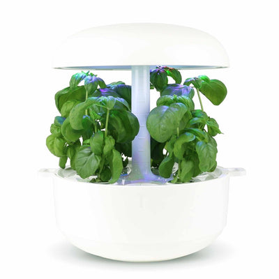 Capsule Basilico a piccole foglie Plantui - Confezione da 3 pezzi