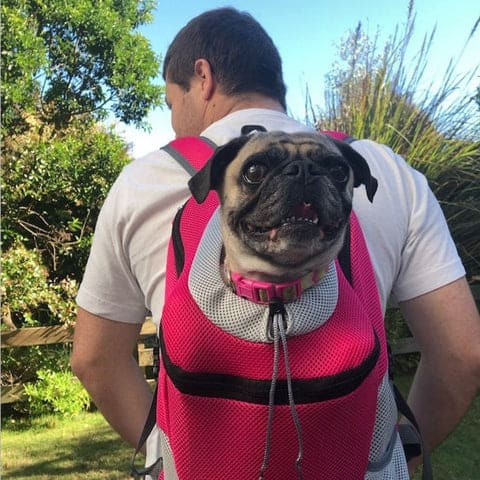 Mochila Canguru para Cachorros