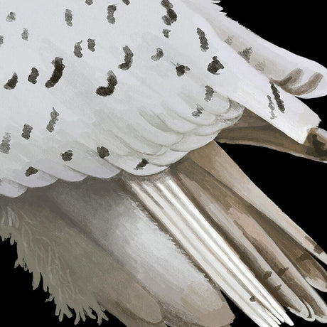 British Columbia Stellar Jay Provincial Bird T-shirt – Black Maple