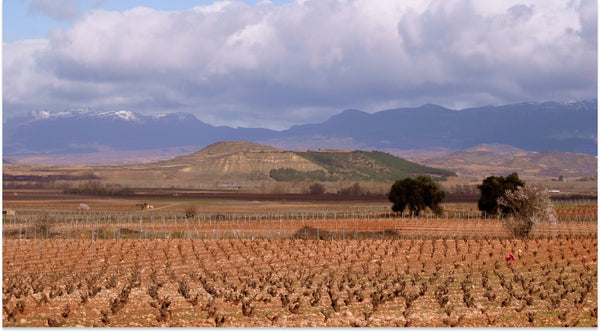 Region Rioja landscape shot dry leafs 