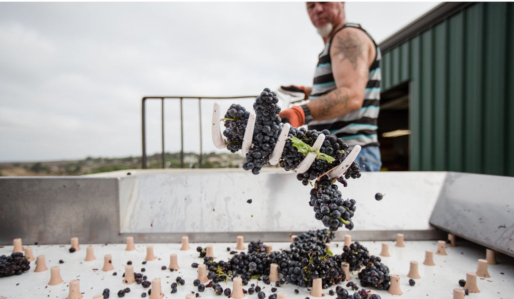 guy throwing dark grapes in sorting machine