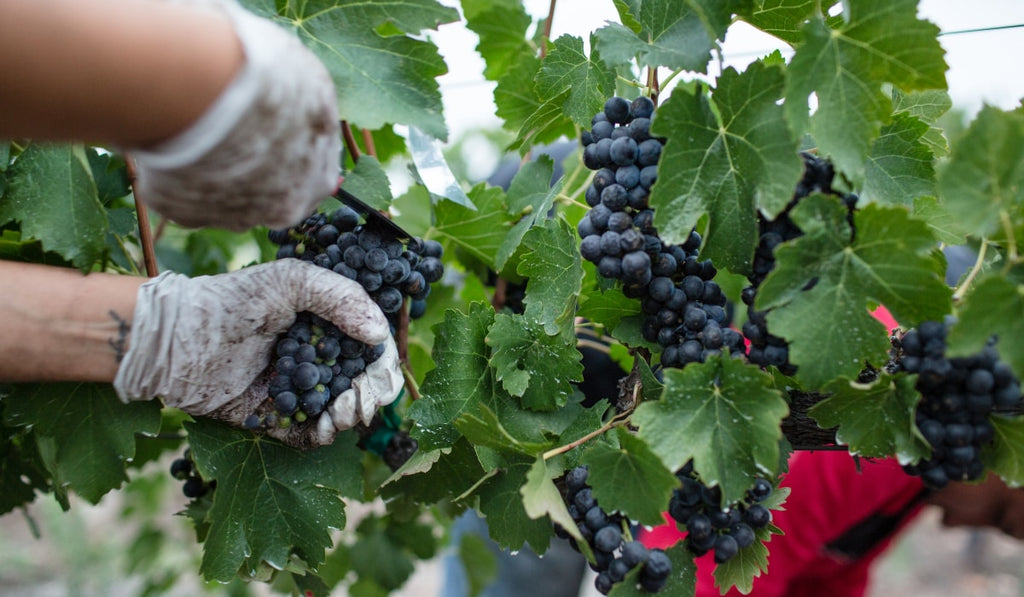 grapes hanging from vines