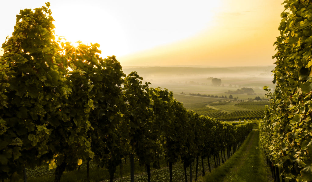 Weinberg im Sonnenuntergang 