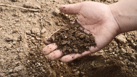 Hand in Soil or dirt