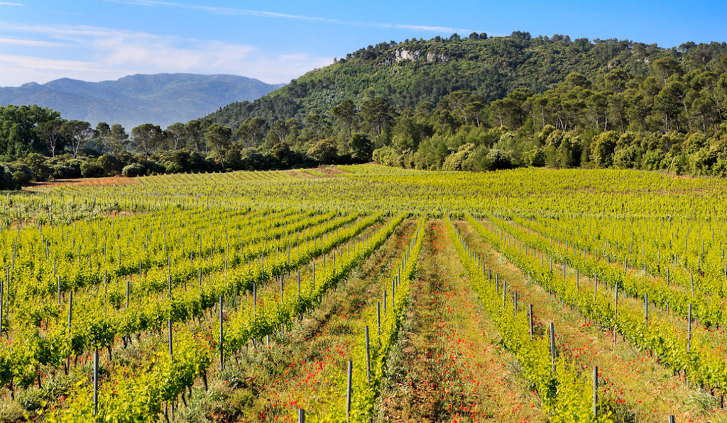 Die Weinberge der Provence