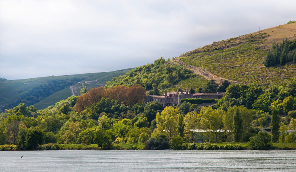 Die Grünen Weinberge der Region Côte du Rhône direkt am Rhein