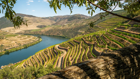 Douro Valley in the sun