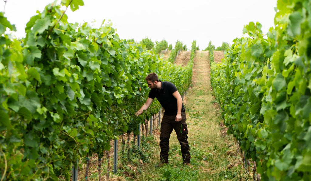 Ein Winzer zwischen grünen Weinreben