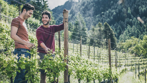 Two winemakers in the vineyards