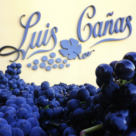 luis canas grapes