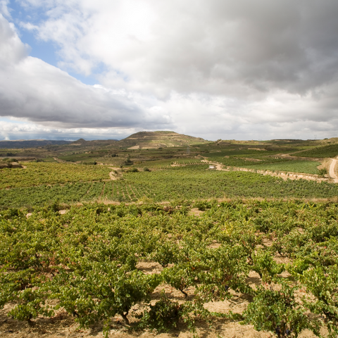 luis canas vineyards