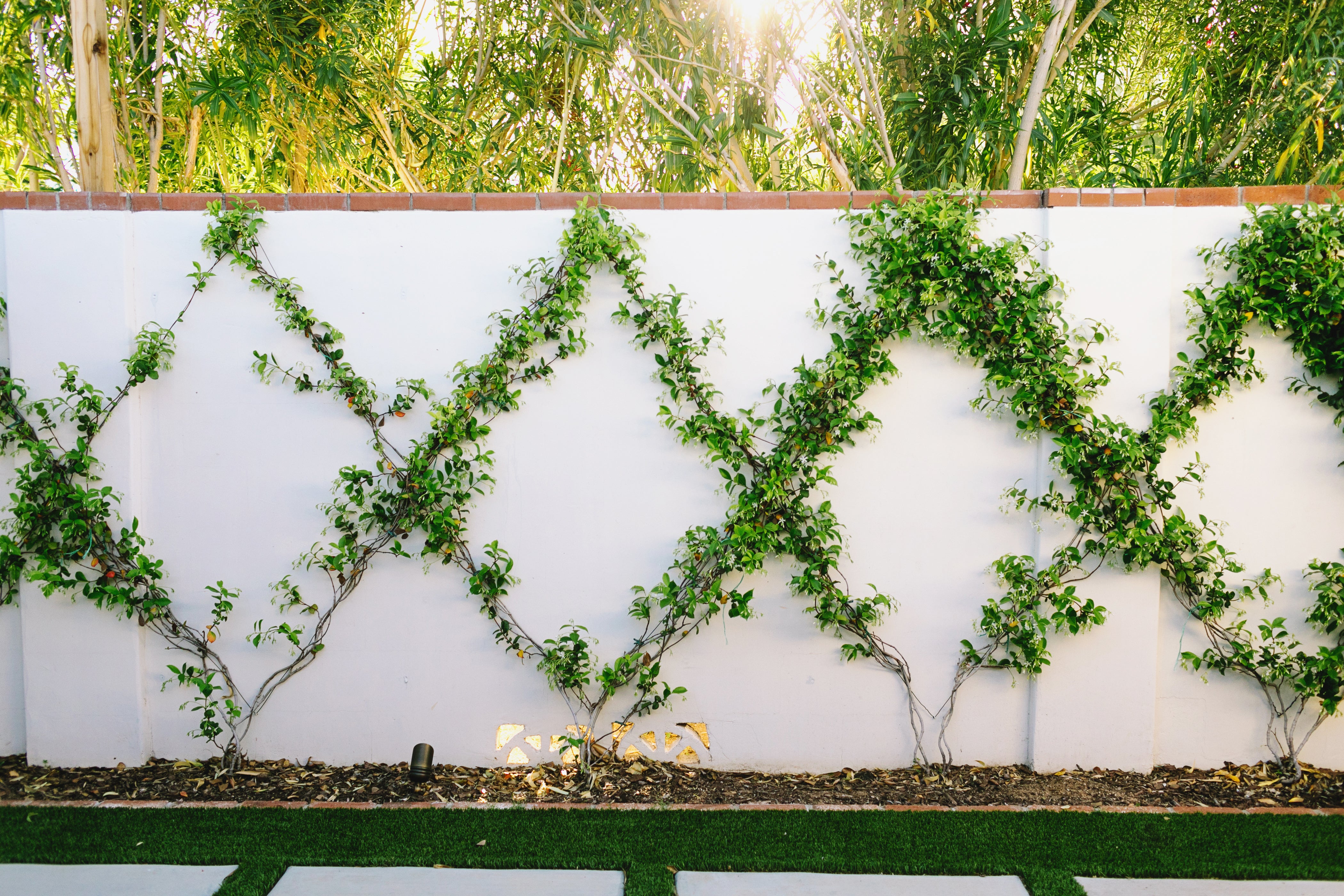 Climbing Vine Wall