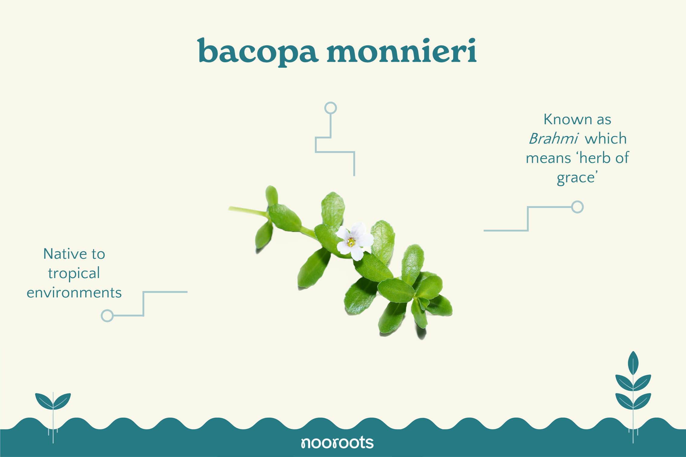 bacopa monnieri nooroots nootropic supplements