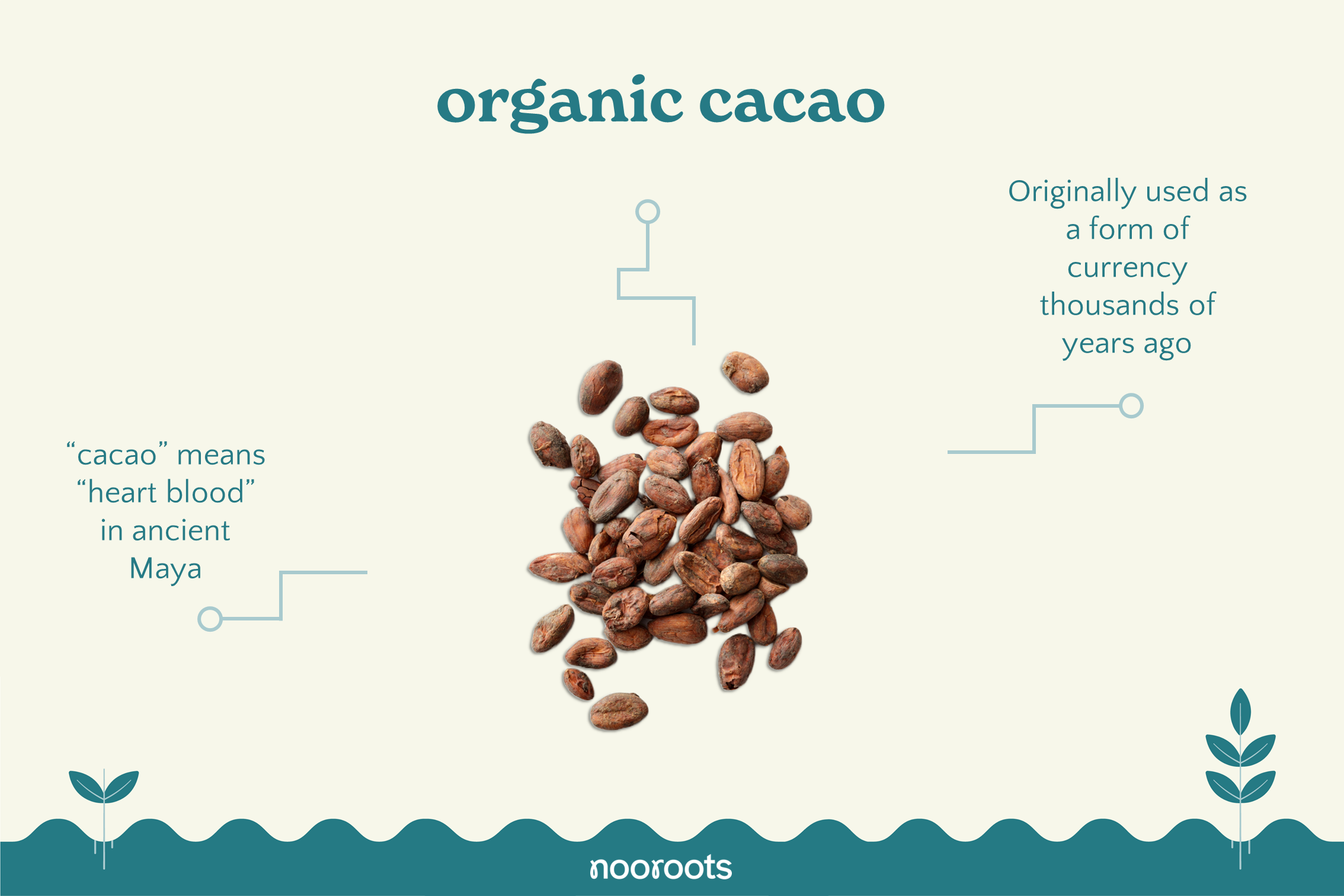 cacao nooroots nootropic supplements