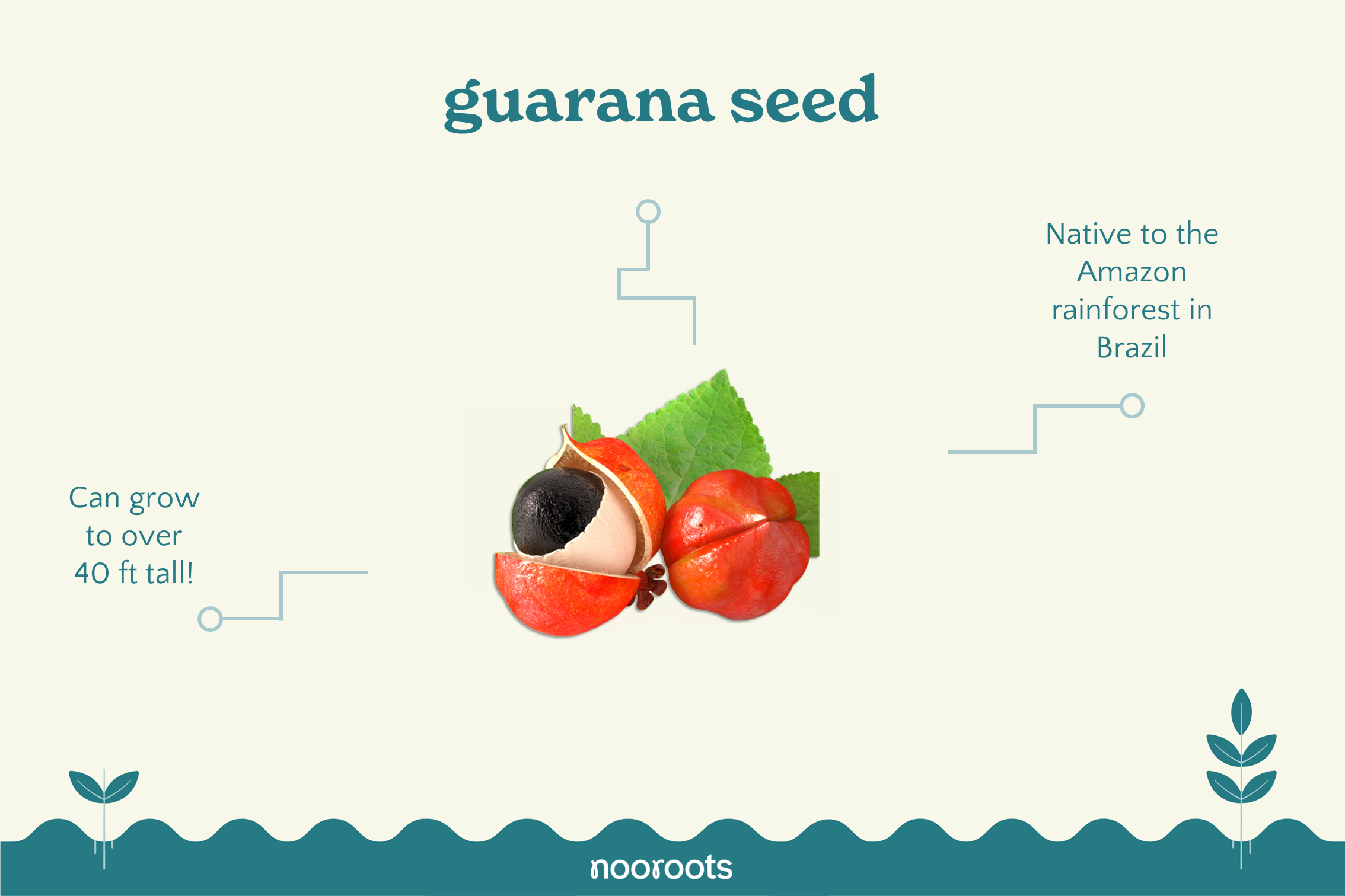 guarana seed nooroots nootropic supplements
