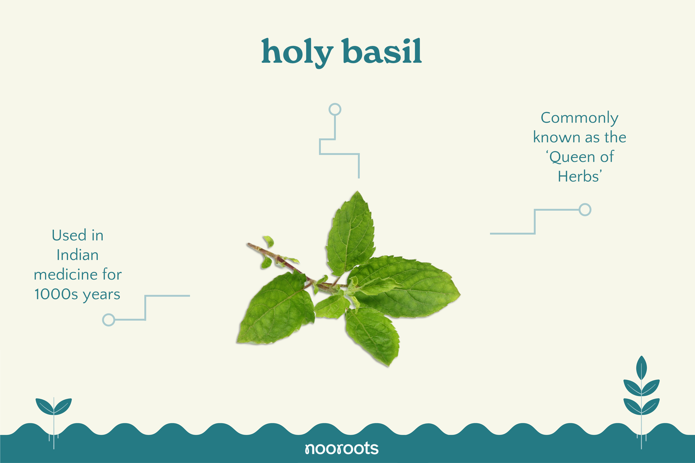 holy basil nooroots nootropic supplements