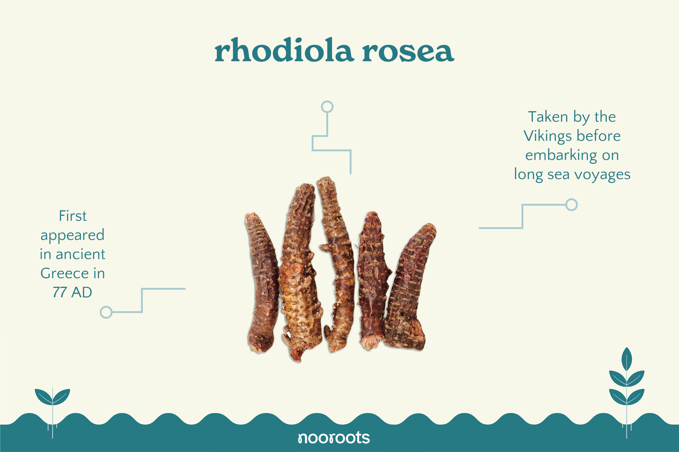 rhodiola rosea nooroots nootropic supplements