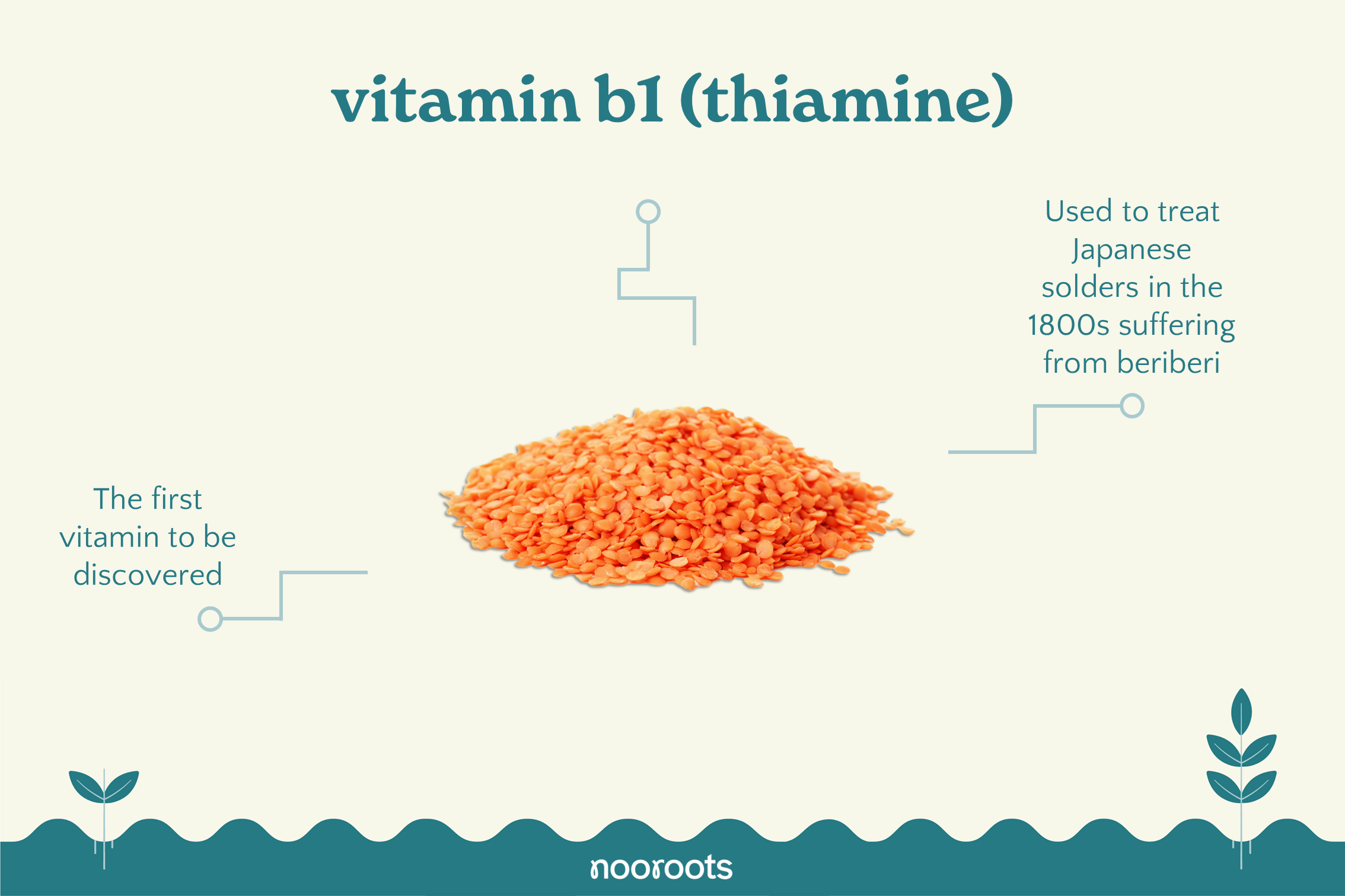 vitamin b1 thiamine nooroots nootropic supplements