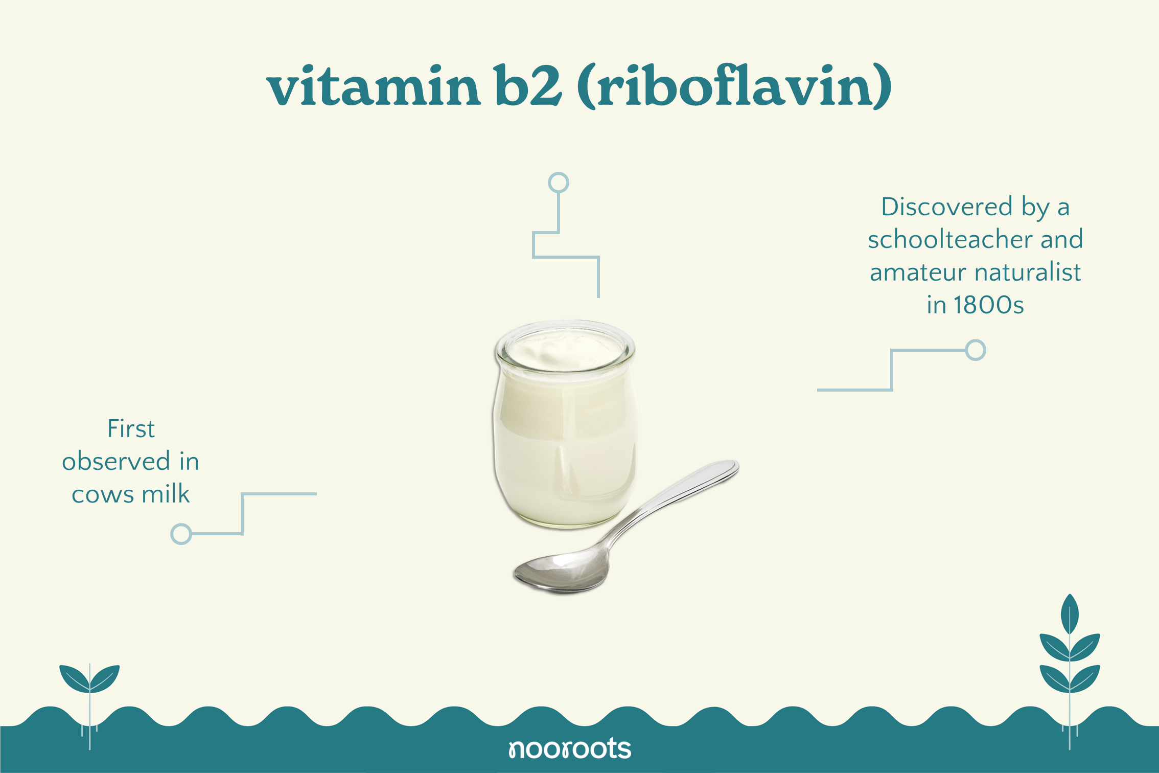 vitamin b2 riboflavin nooroots nootropic supplements