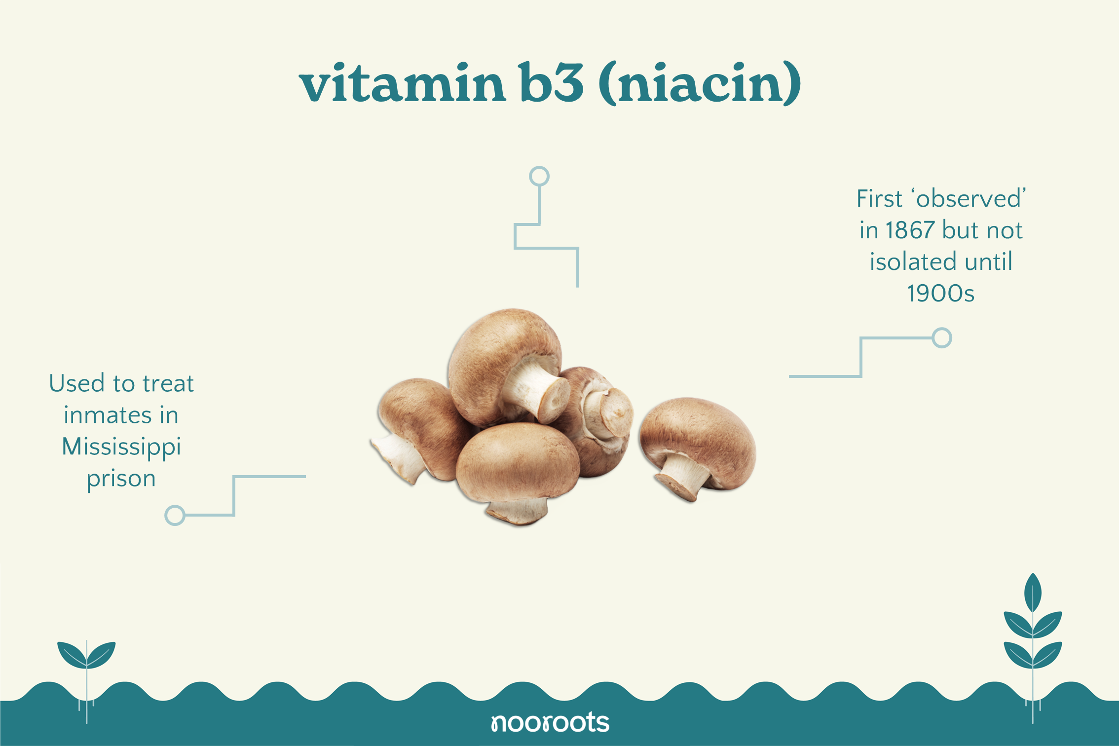 vitamin b3 niacin nooroots nootropic supplements