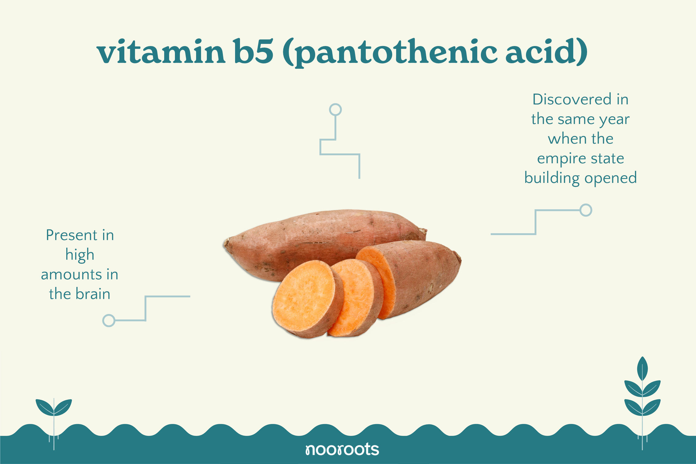 vitamin b5 pantothenic acid nooroots nootropic supplements