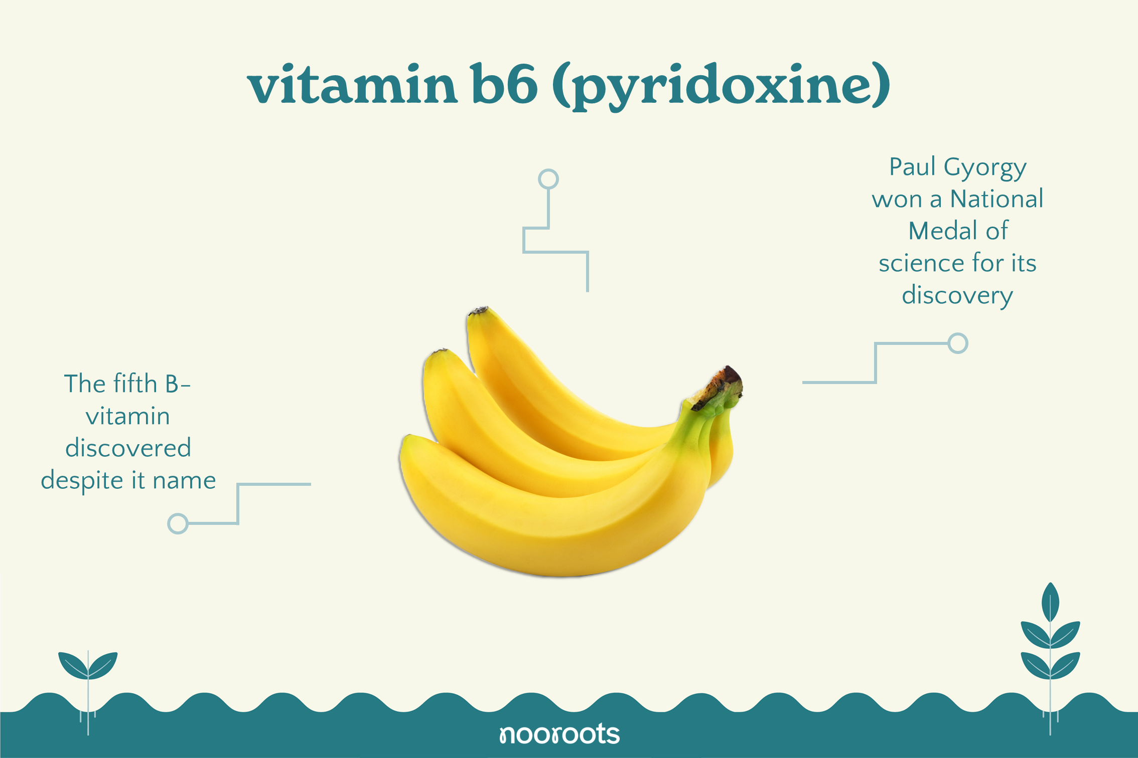 vitamin b6 pyridoxine nooroots nootropic supplements