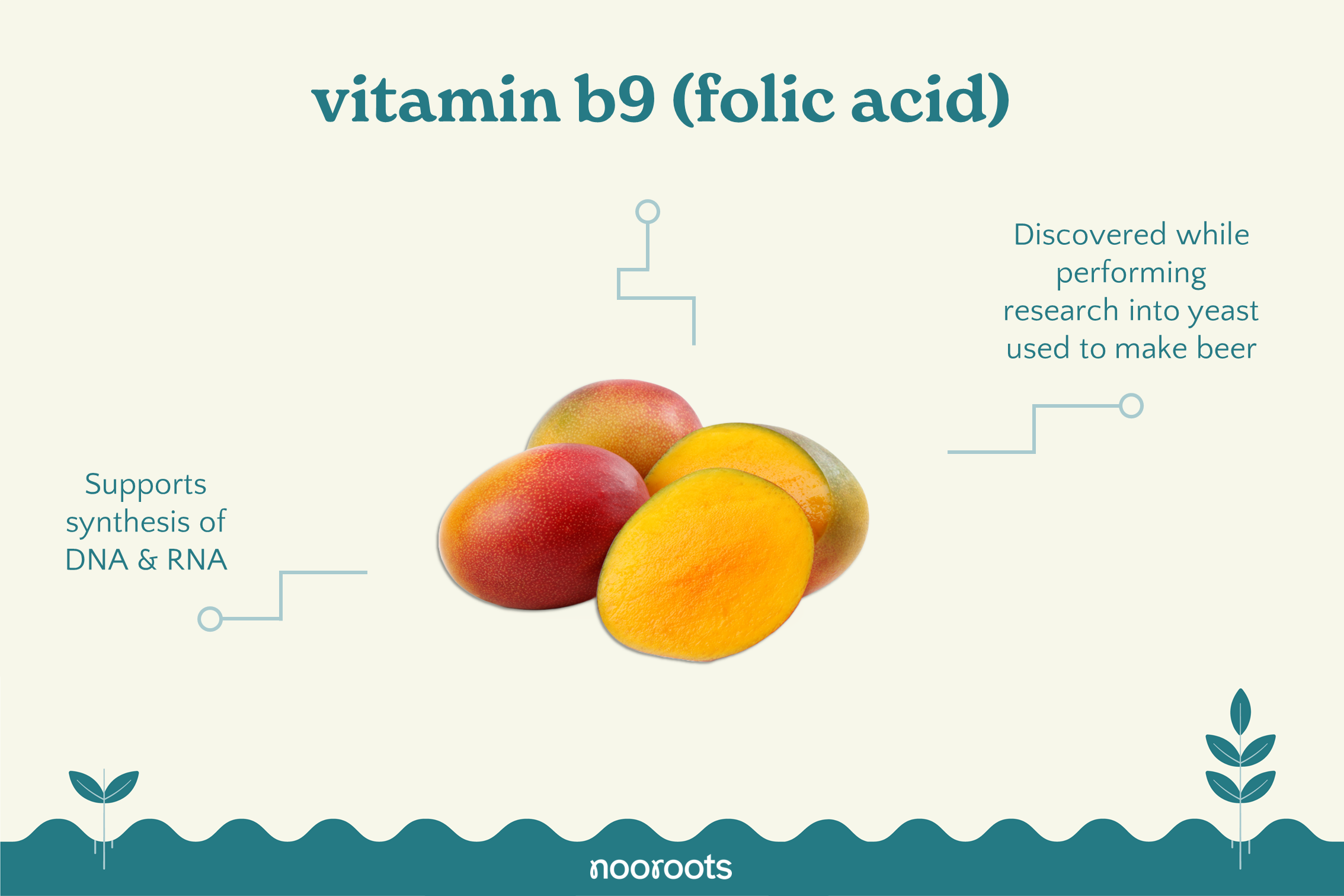 vitamin b9 folic acid nooroots nootropic supplements