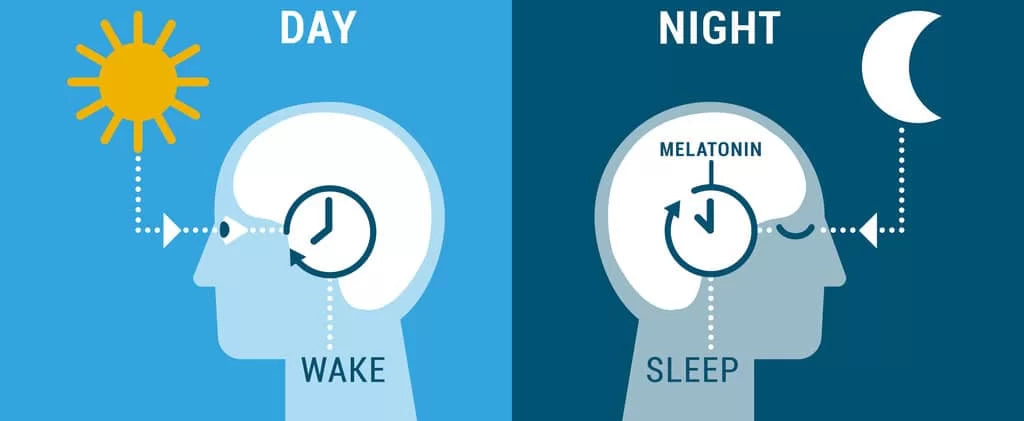 Day & Night Cycle