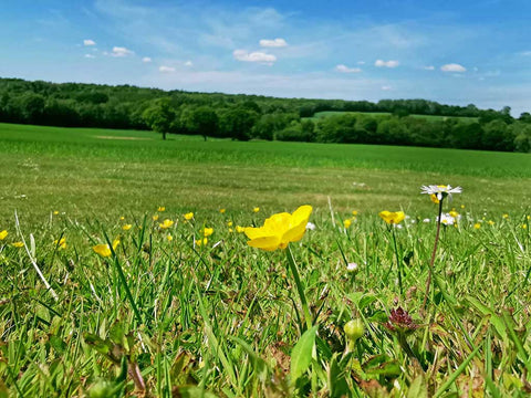 countryside landscape and nature