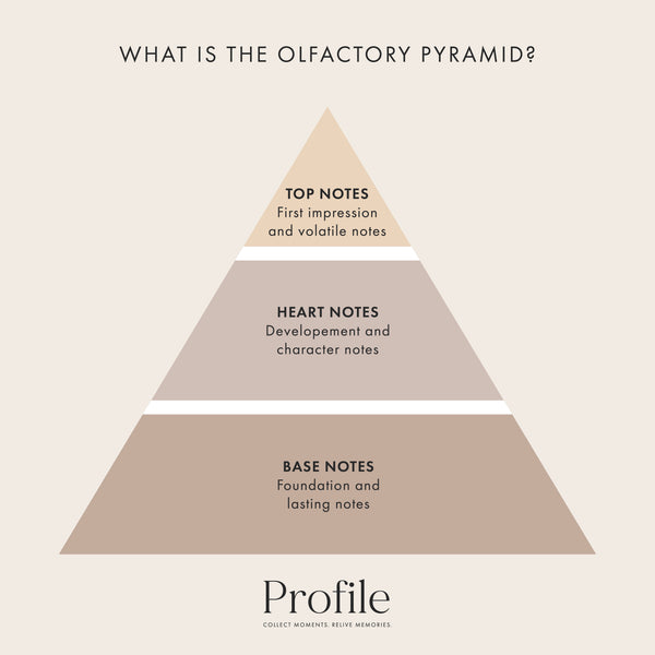 Olfactory Pyramid