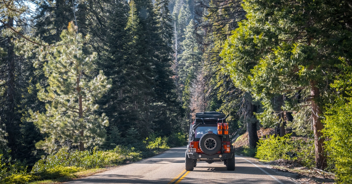 summer in the sequoia