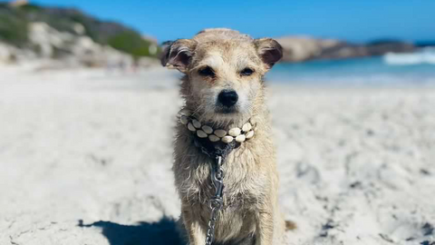 Jack Russel Terrier traveling Australia