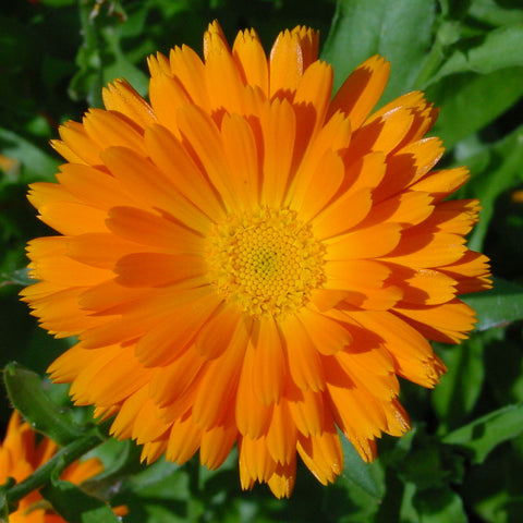 Angelica for Digestion