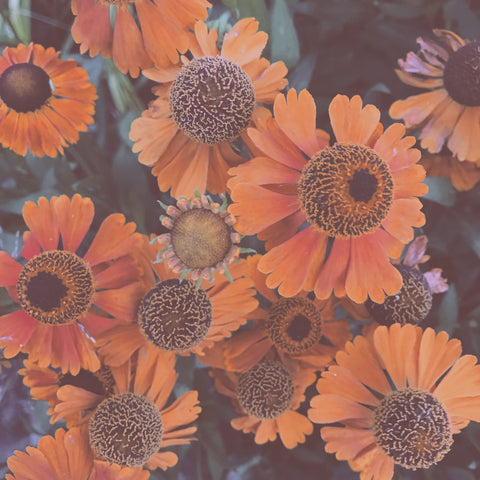 orange flowers